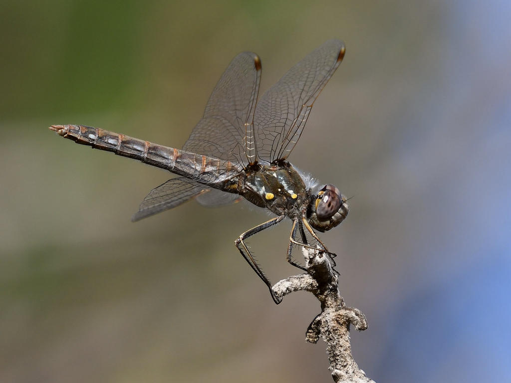 Dragonfly3.jpg