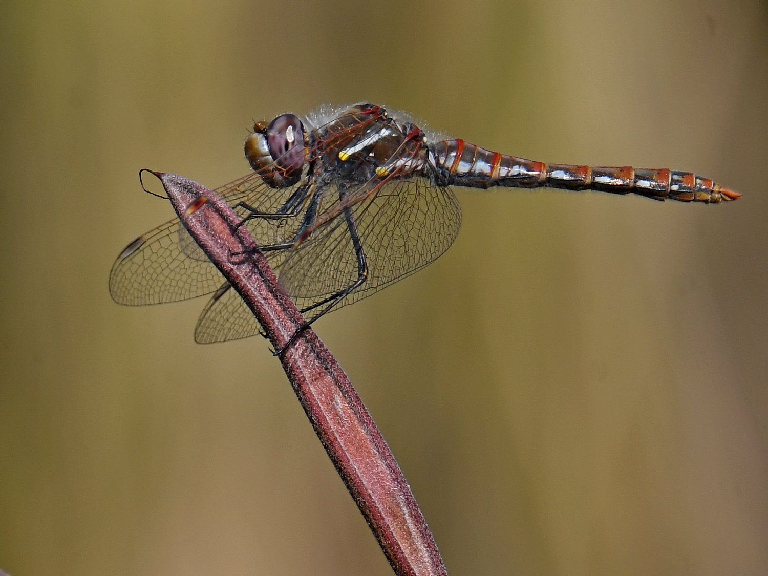 DragonFly3.jpg