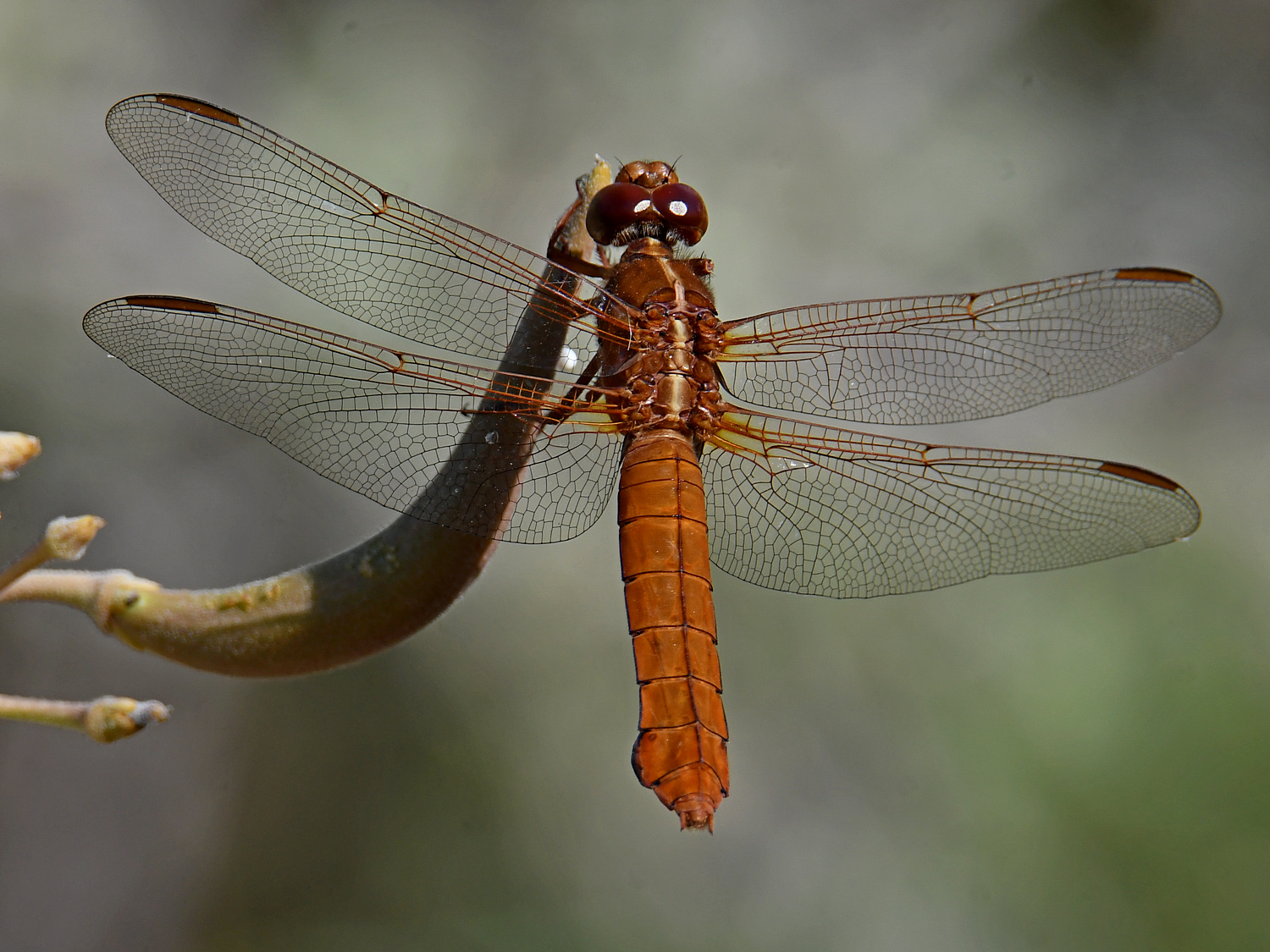 DragonFly3.jpg