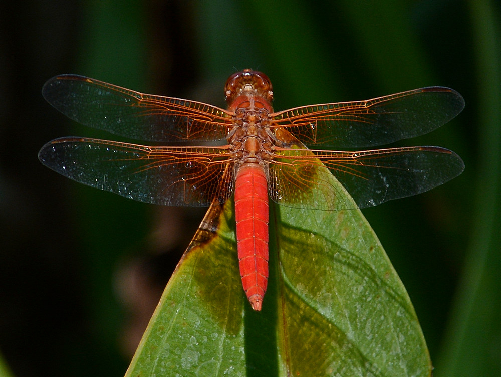 Dragonfly3.jpg