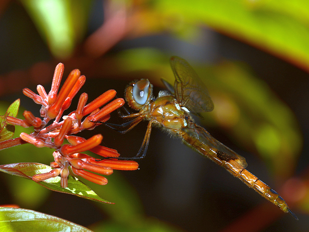 DragonFly4.jpg