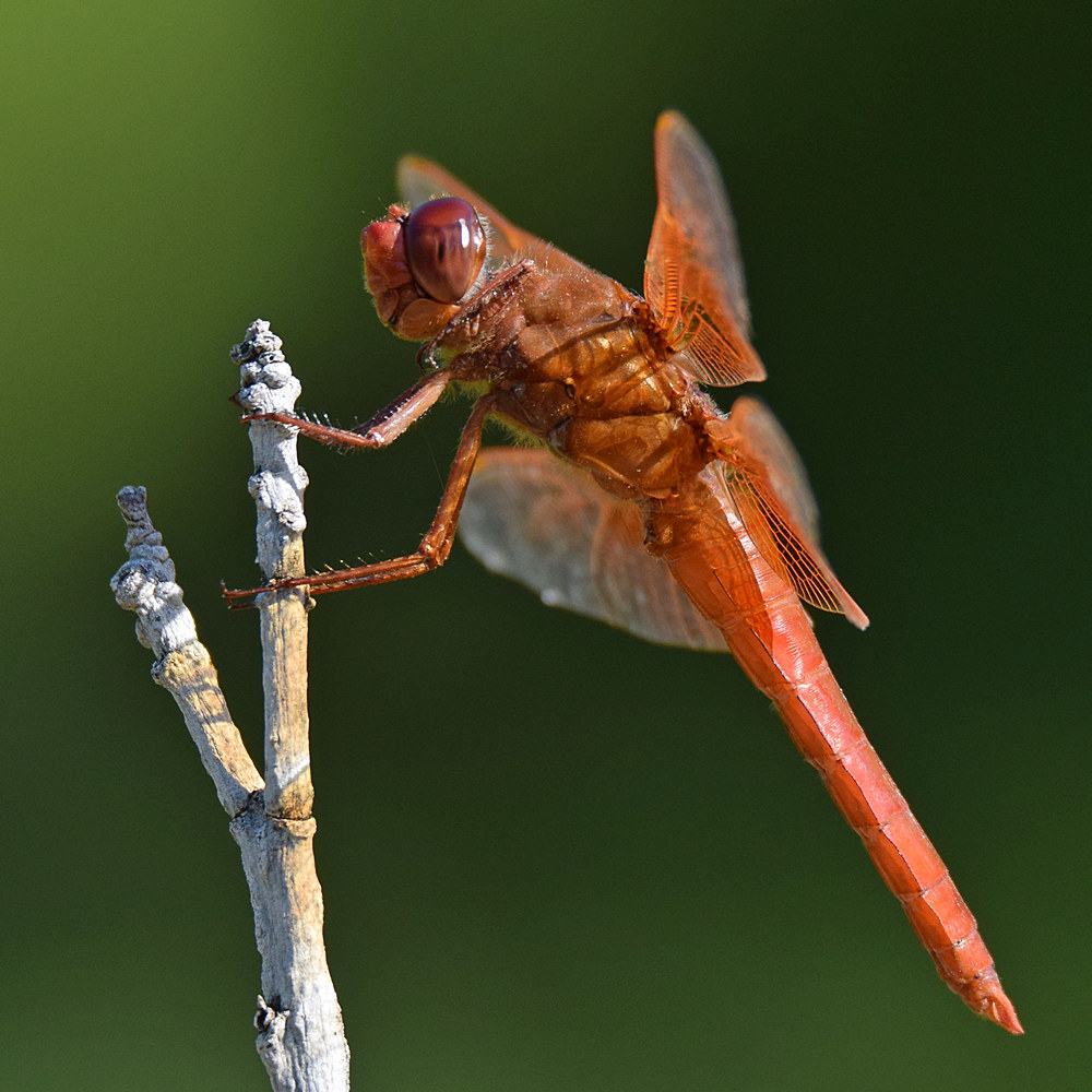 DragonFly4.jpg