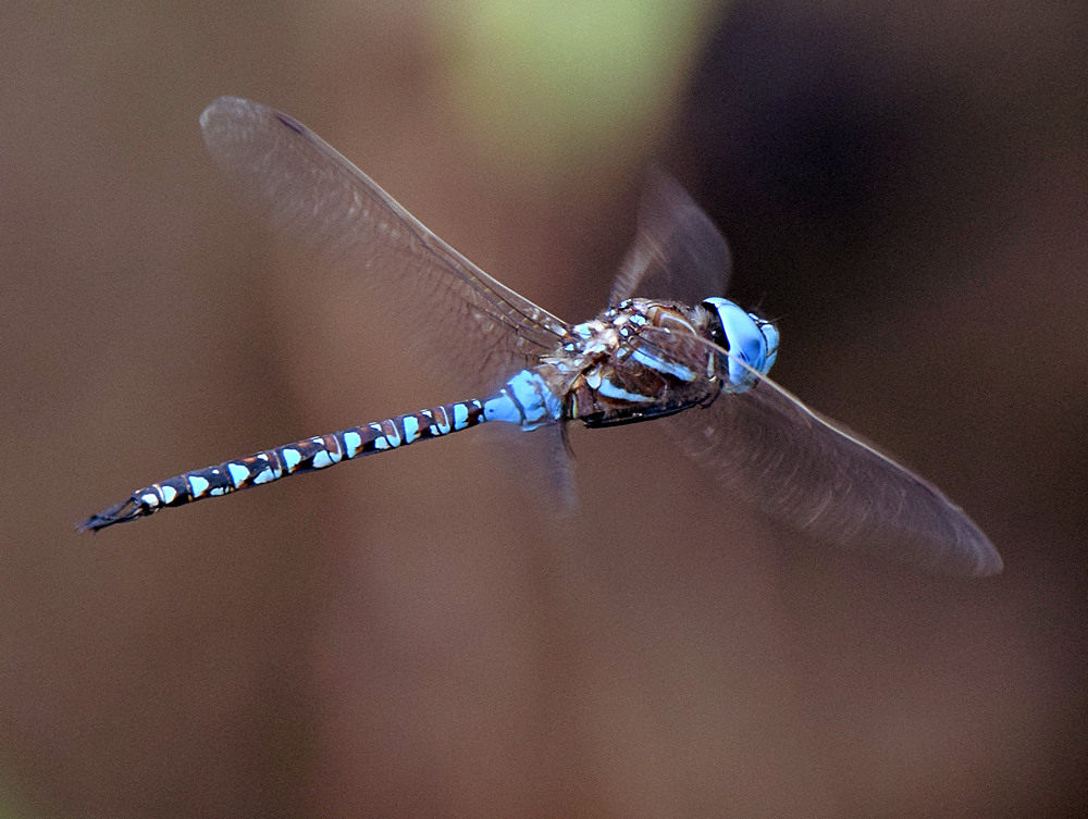 DragonFly4.jpg