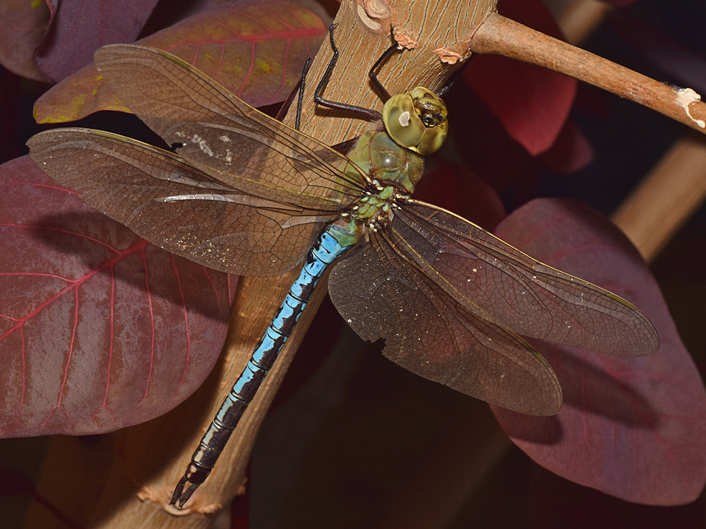 DragonFly4.jpg