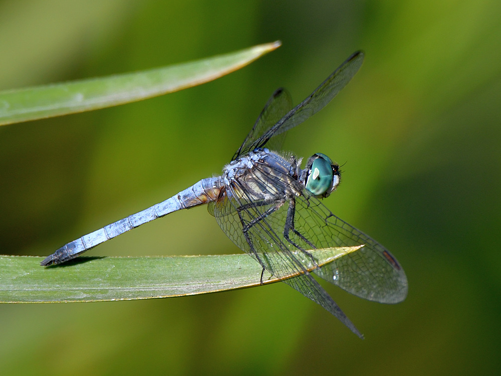 DragonFly4.jpg