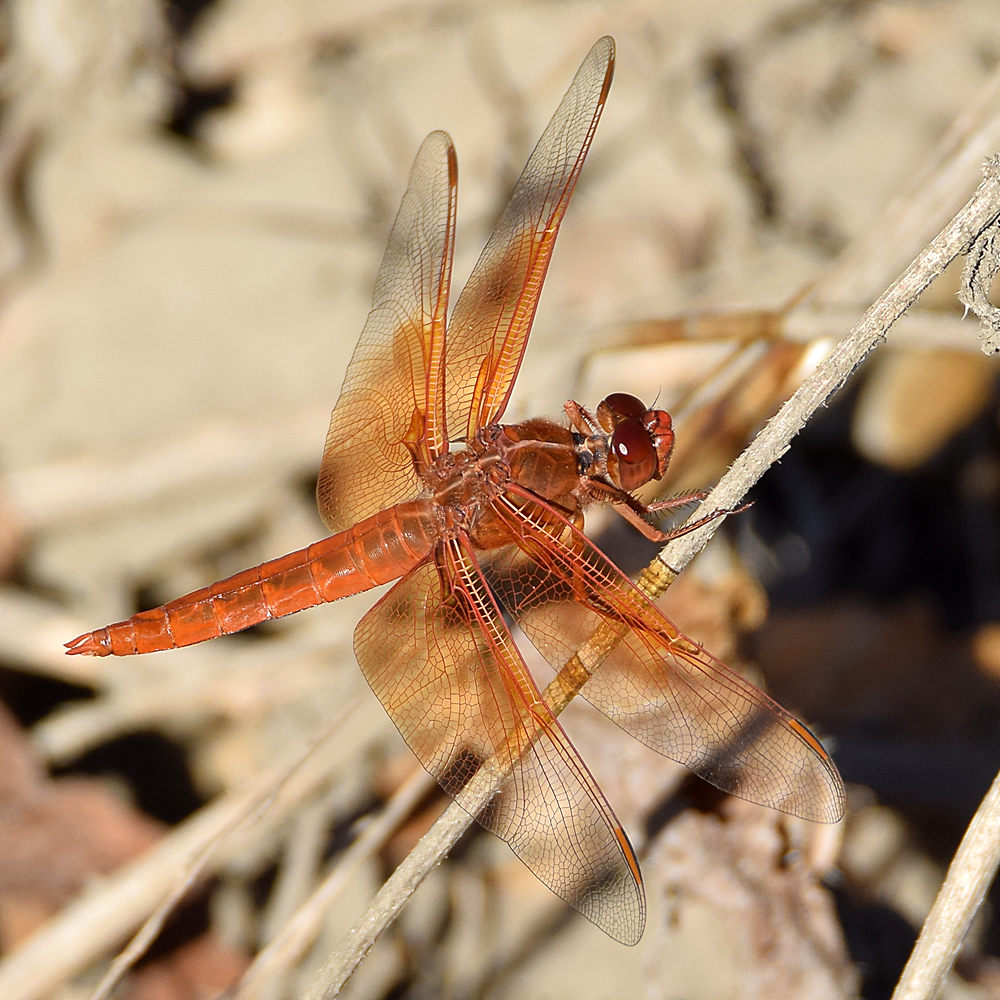DragonFly4.jpg