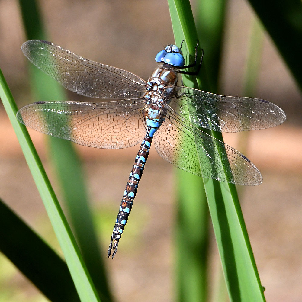 DragonFly4.jpg
