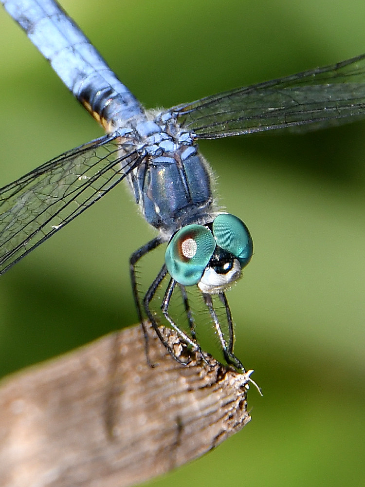 Dragonfly4.jpg