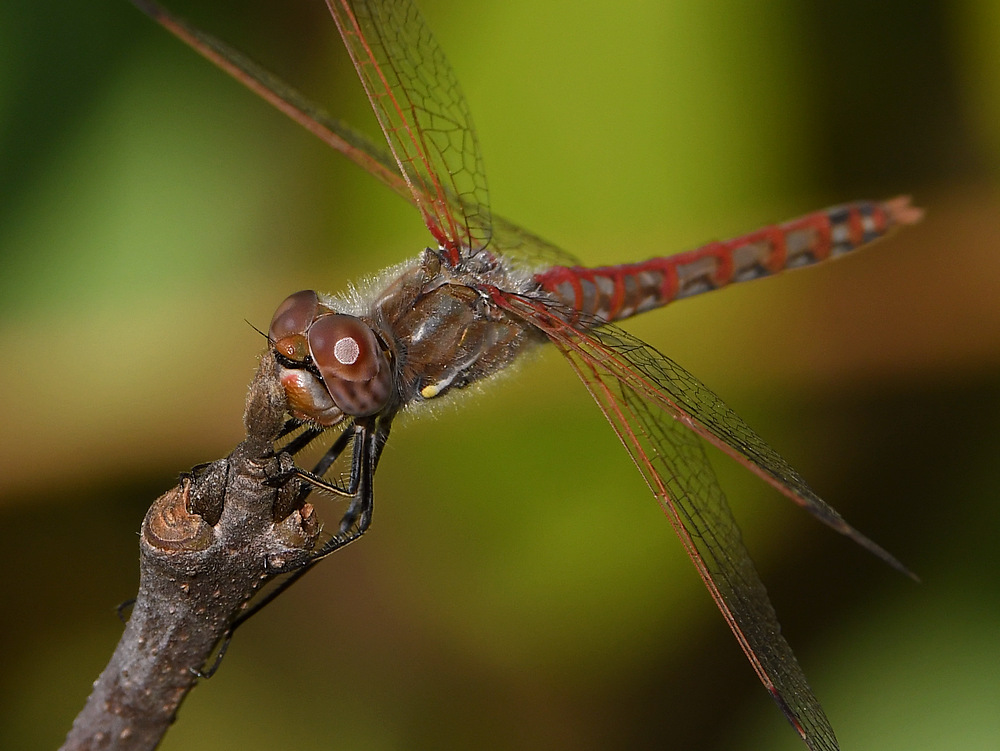 DragonFly4.jpg