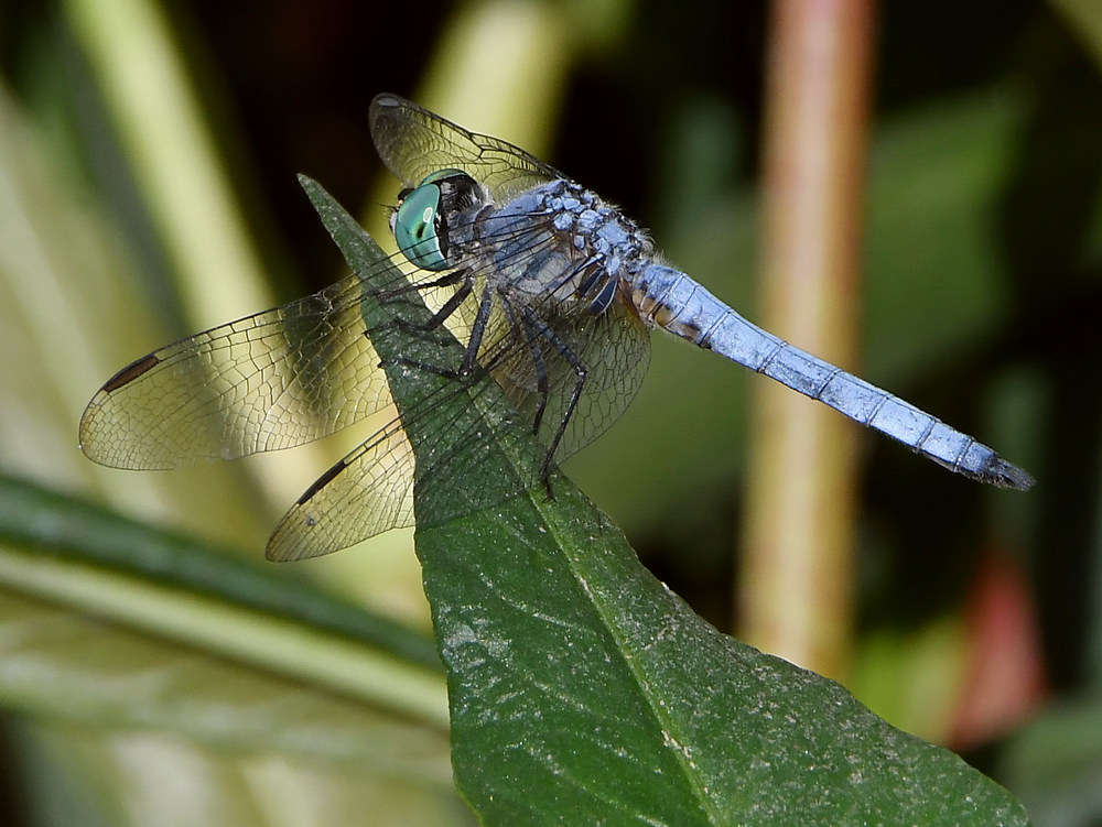 DragonFly4.jpg