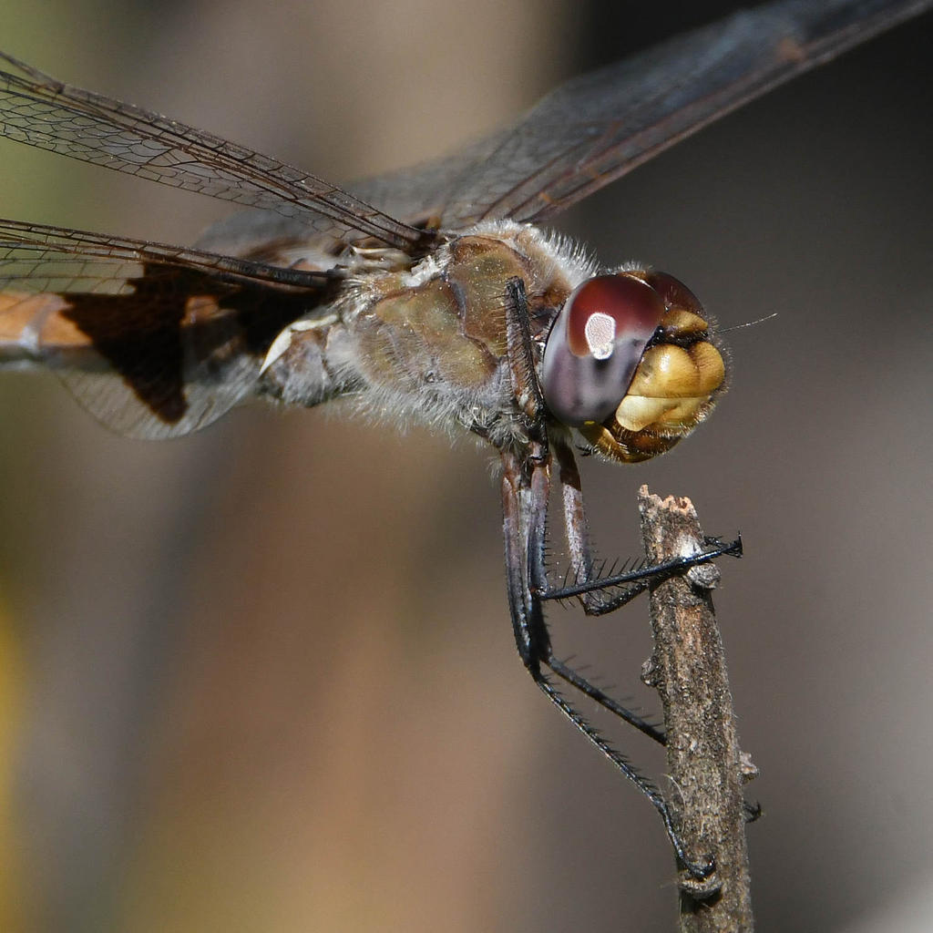 DragonFly4.jpg