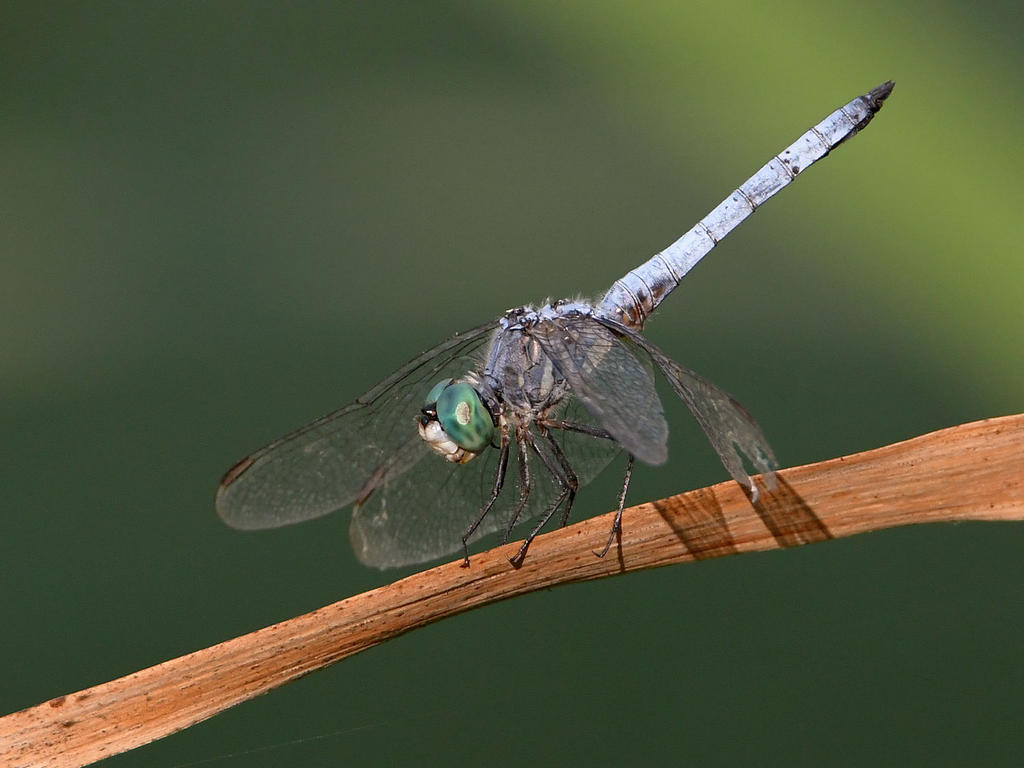 Dragonfly4.jpg