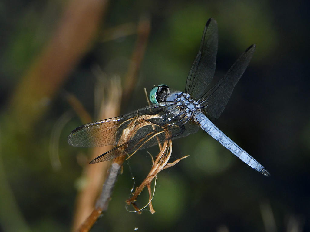 Dragonfly4.jpg