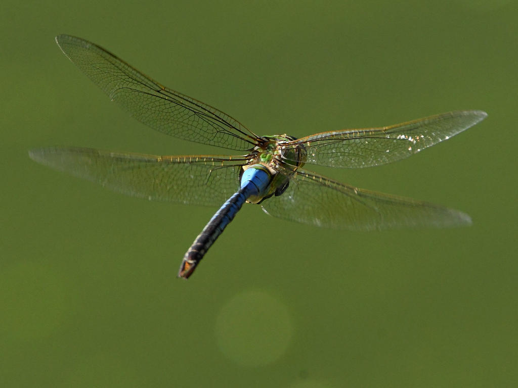 DragonFly4.jpg