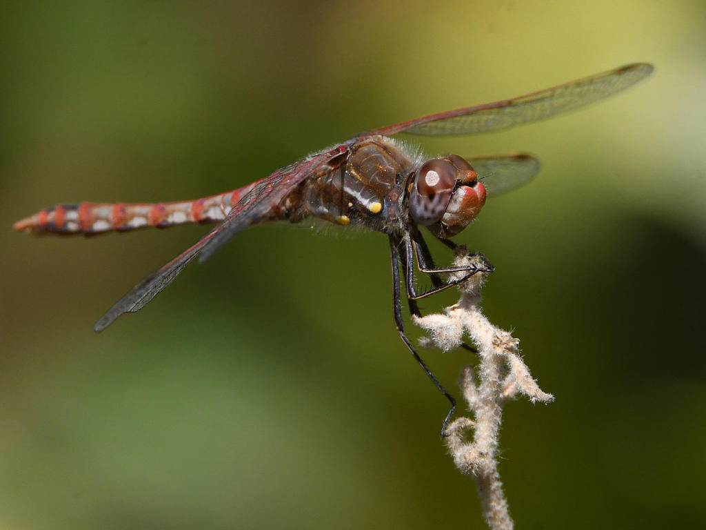 DragonFly4.jpg
