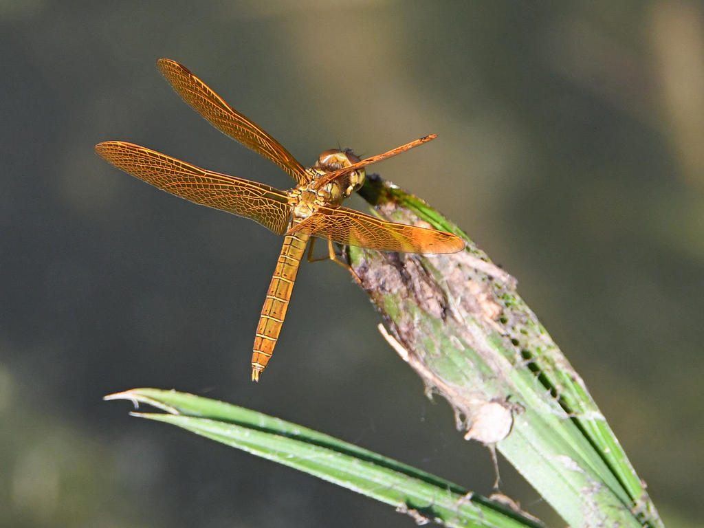 DragonFly4.jpg