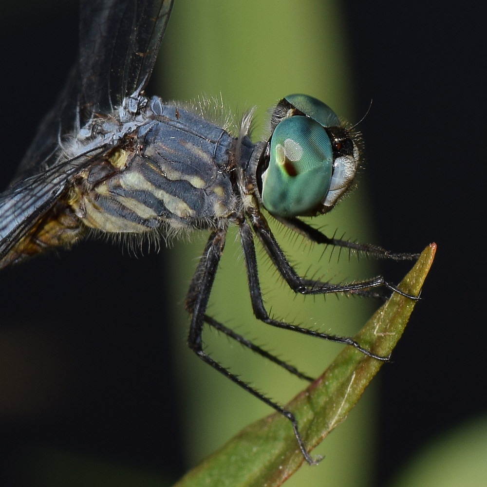 DragonFly5.jpg