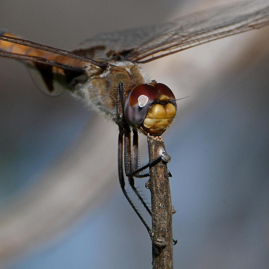 DragonFly5.jpg