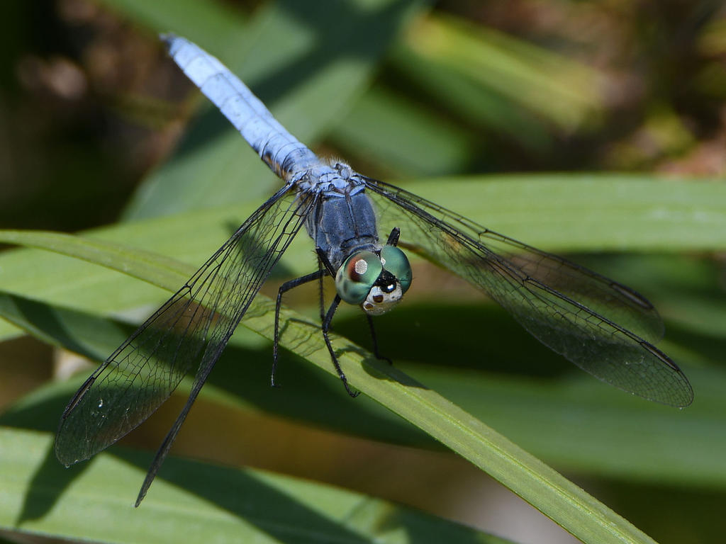 DragonFly5.jpg