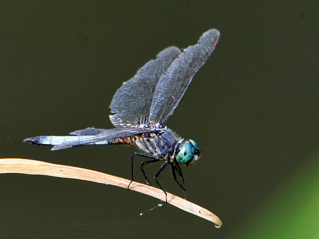 DragonFly5.jpg