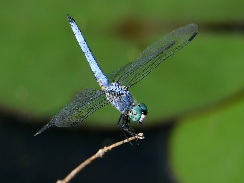 DragonFly5.jpg