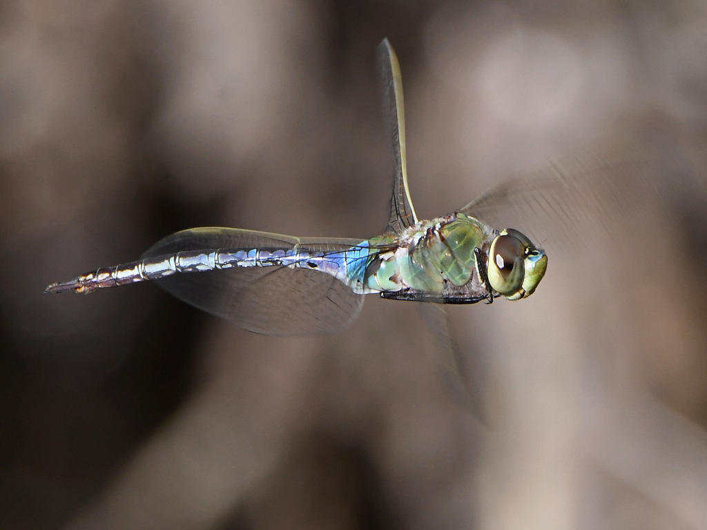 Dragonfly5.jpg