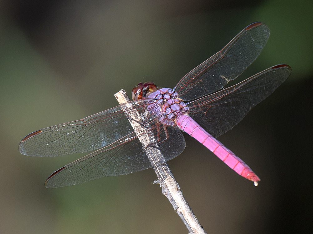 DragonFly6.jpg