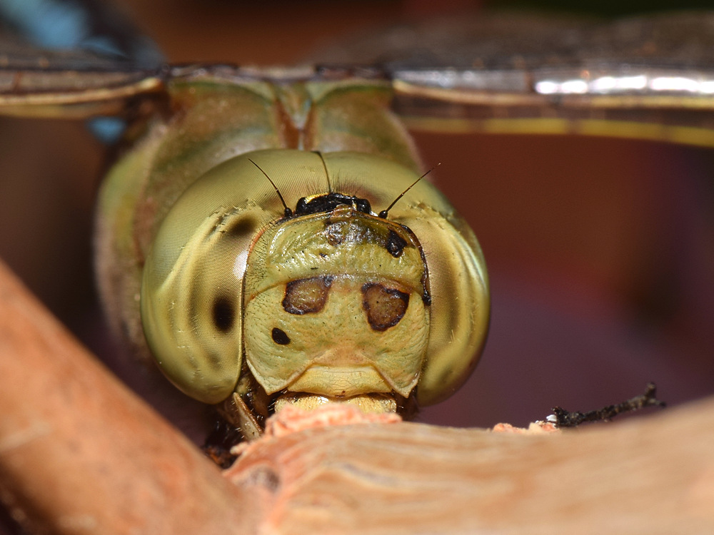 DragonFly6.jpg