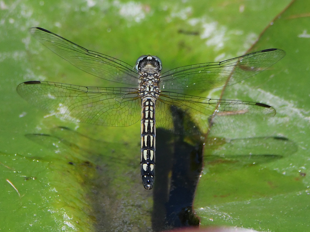 DragonFly6.jpg