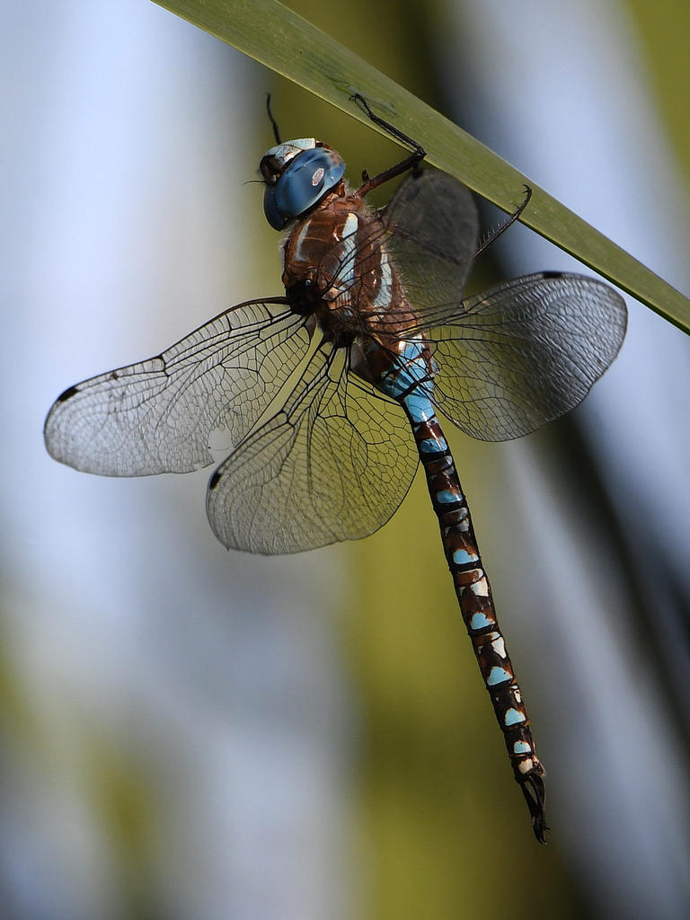 Dragonfly6.jpg