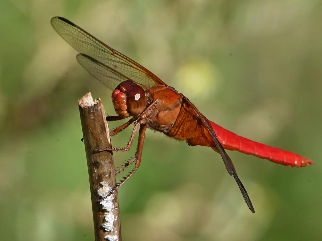 Dragonfly6.jpg