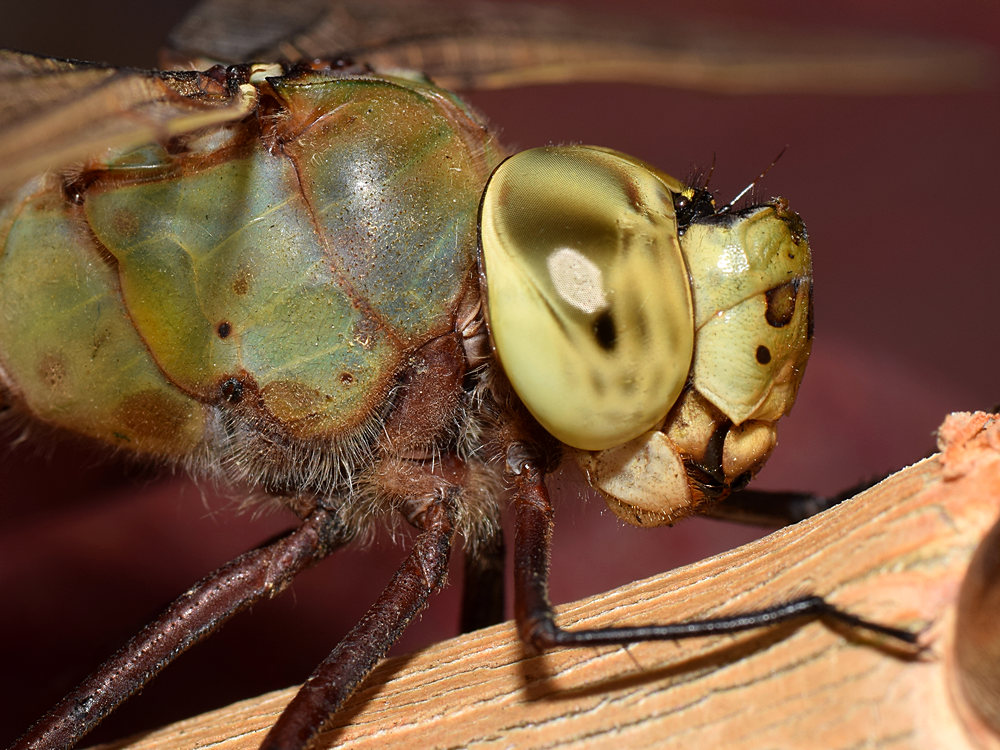 DragonFly7.jpg