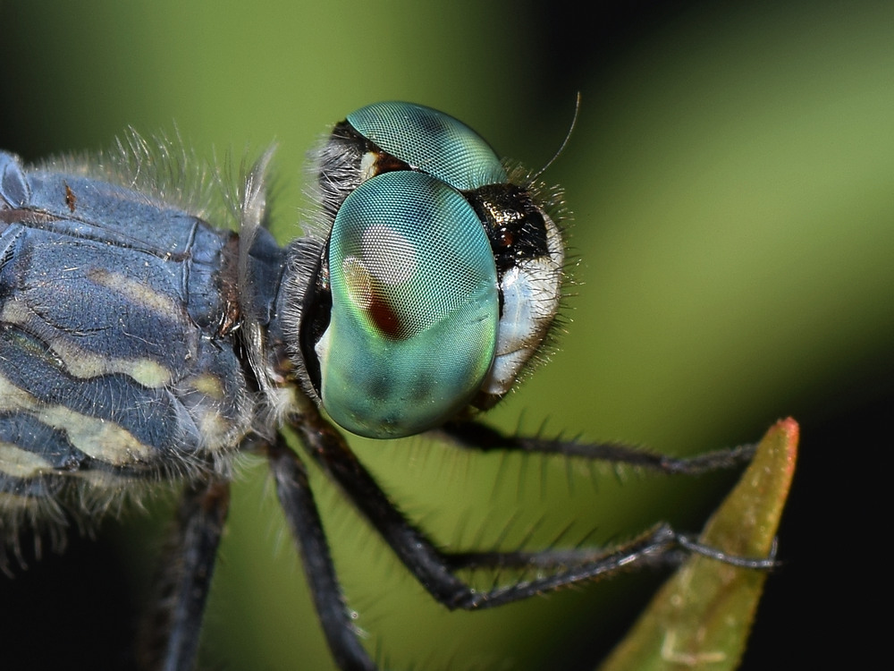 DragonFly7.jpg