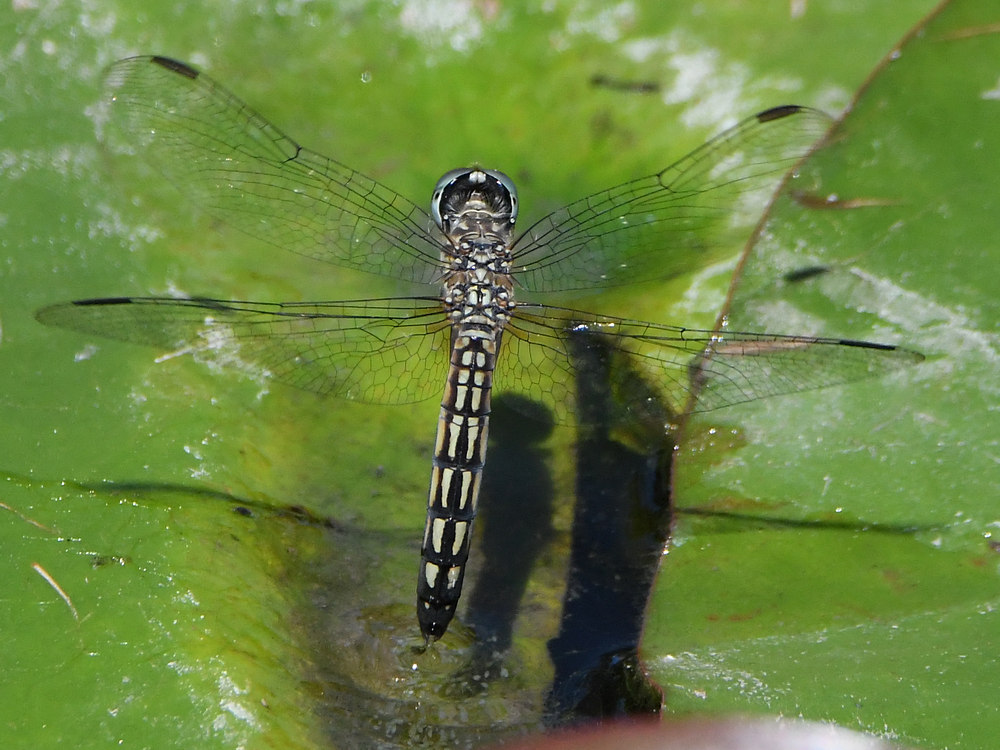 DragonFly7.jpg