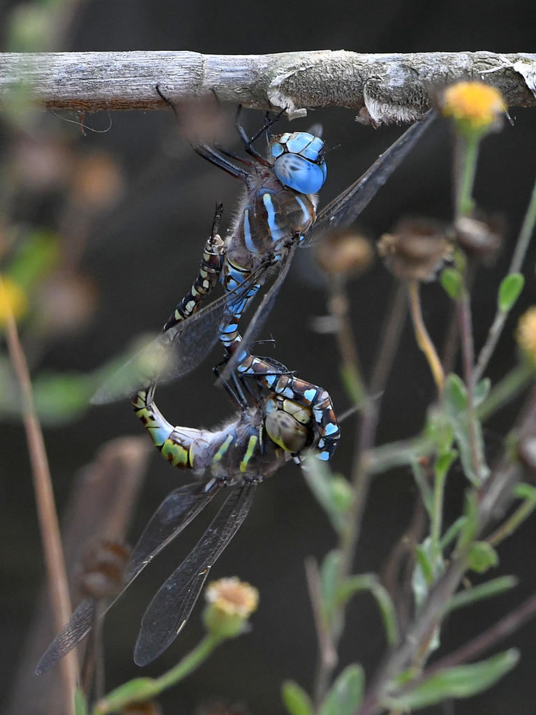 Dragonfly7.jpg