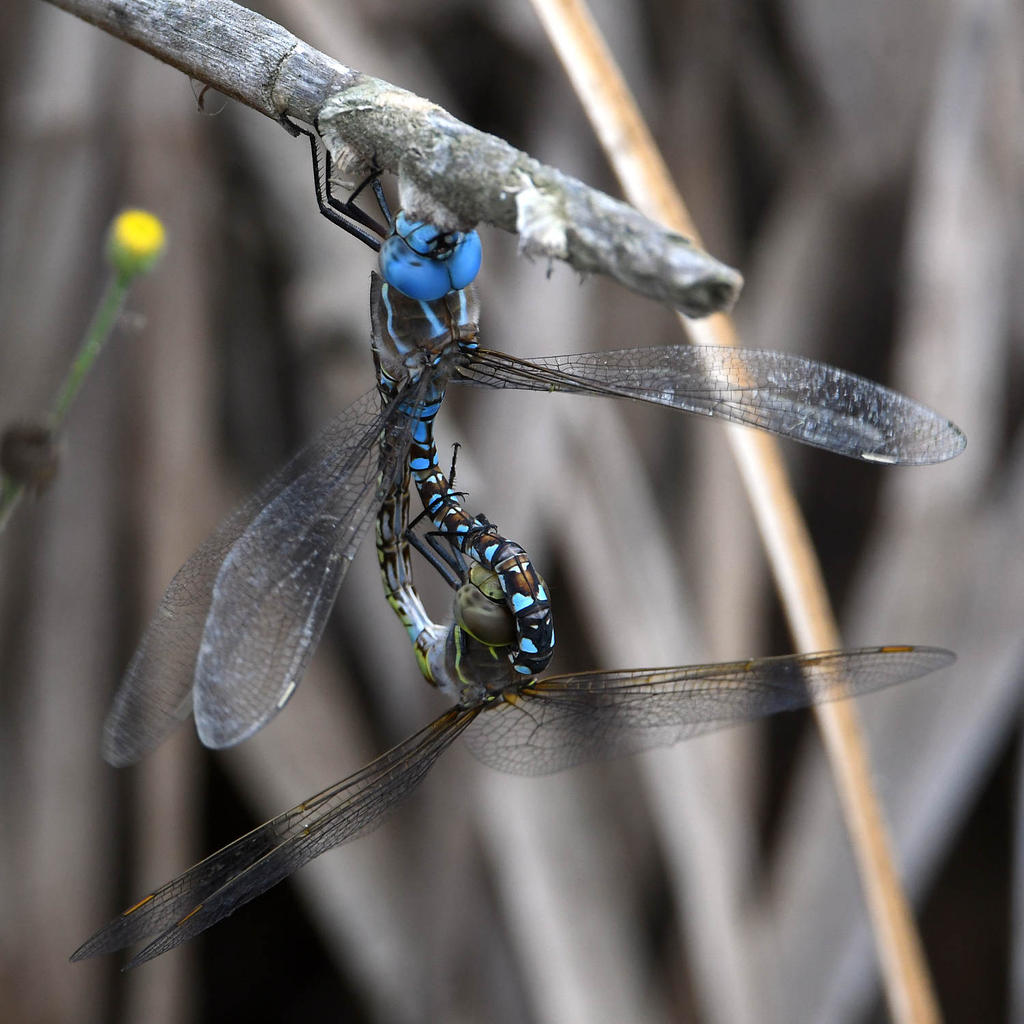 Dragonfly8.jpg