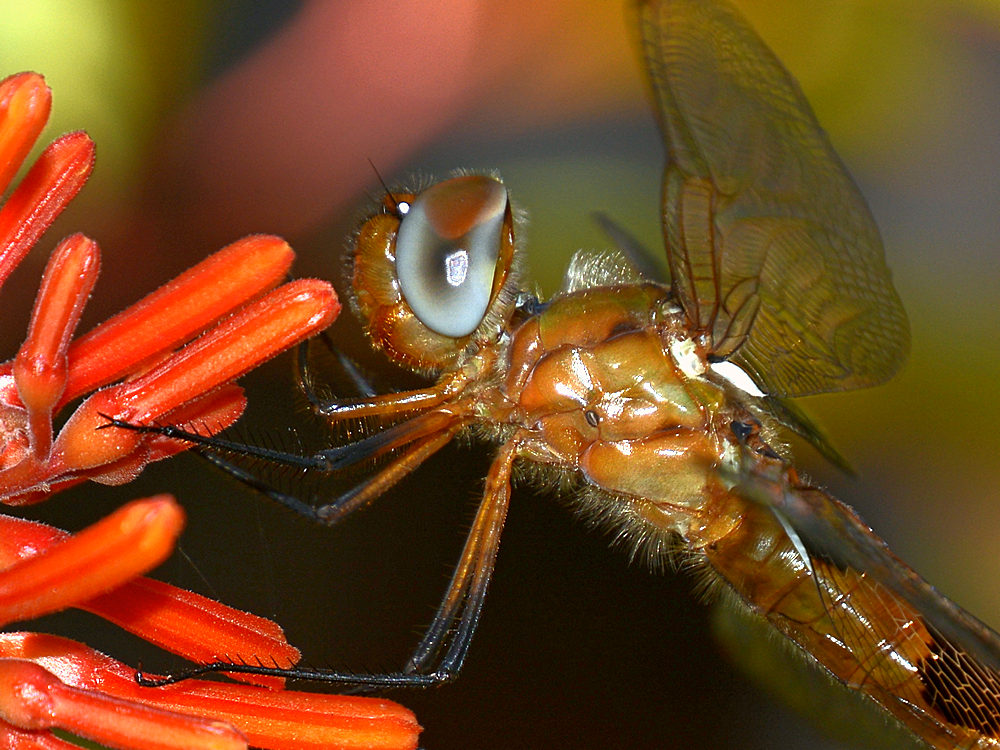 DragonFly9.jpg