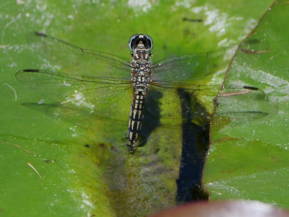 DragonFly9.jpg