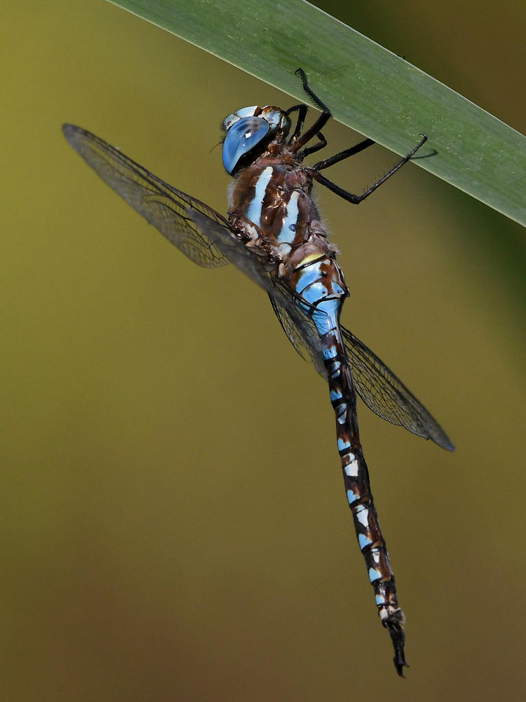 Dragonfly9.jpg