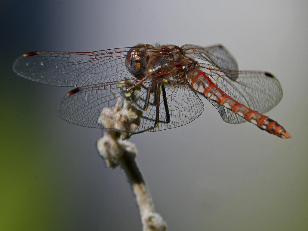 DragonFly9.jpg