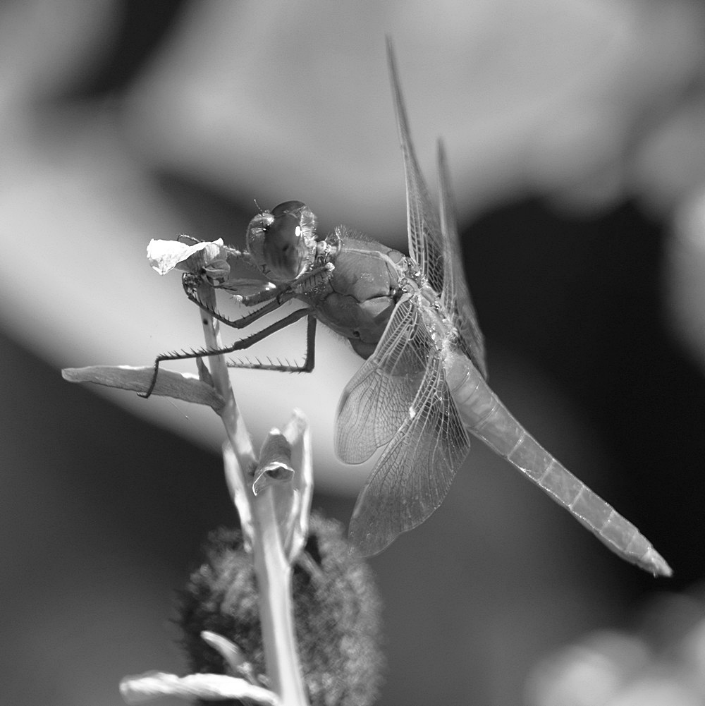 DragonFlyBW.jpg