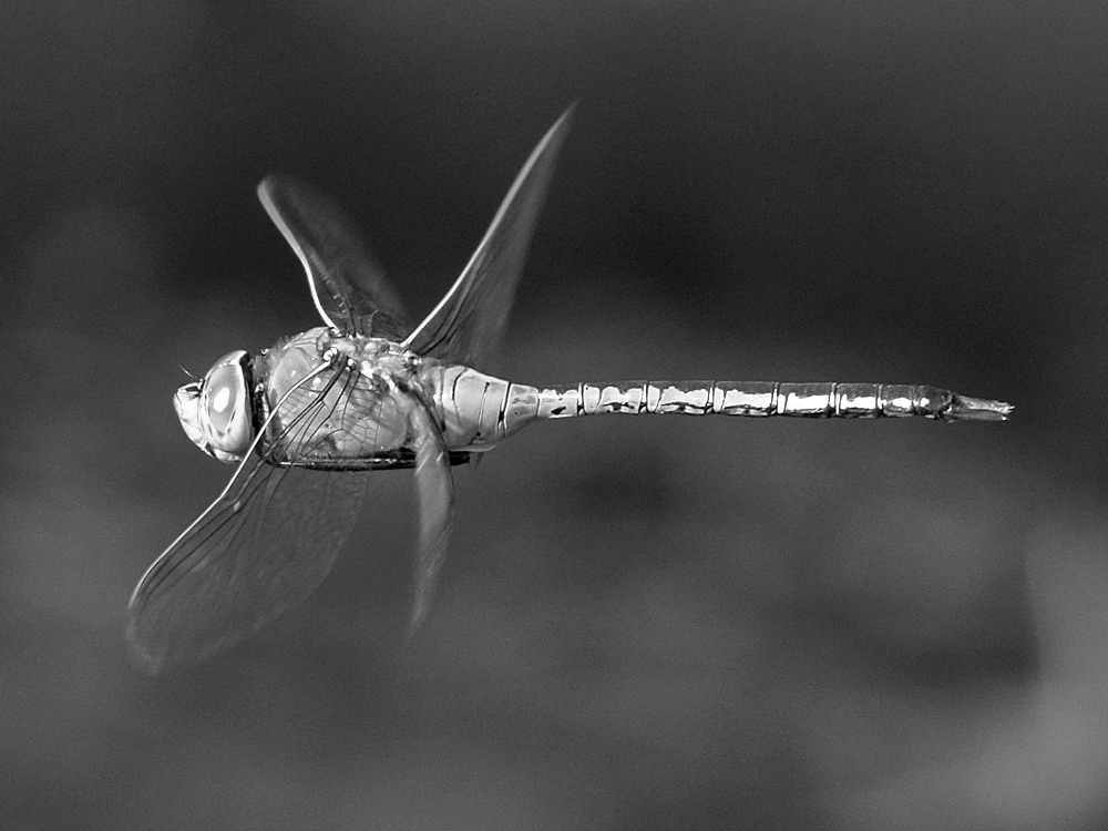 DragonFlyBW.jpg