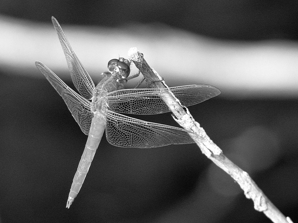 DragonFlyBW.jpg