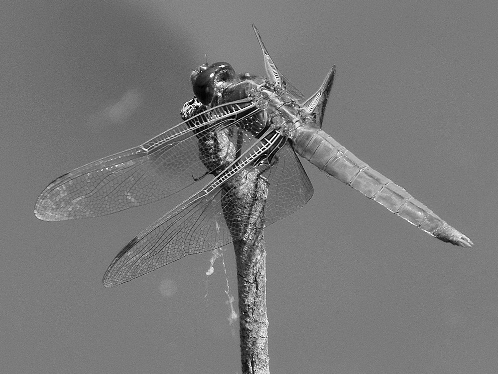 DragonFlyBW.jpg