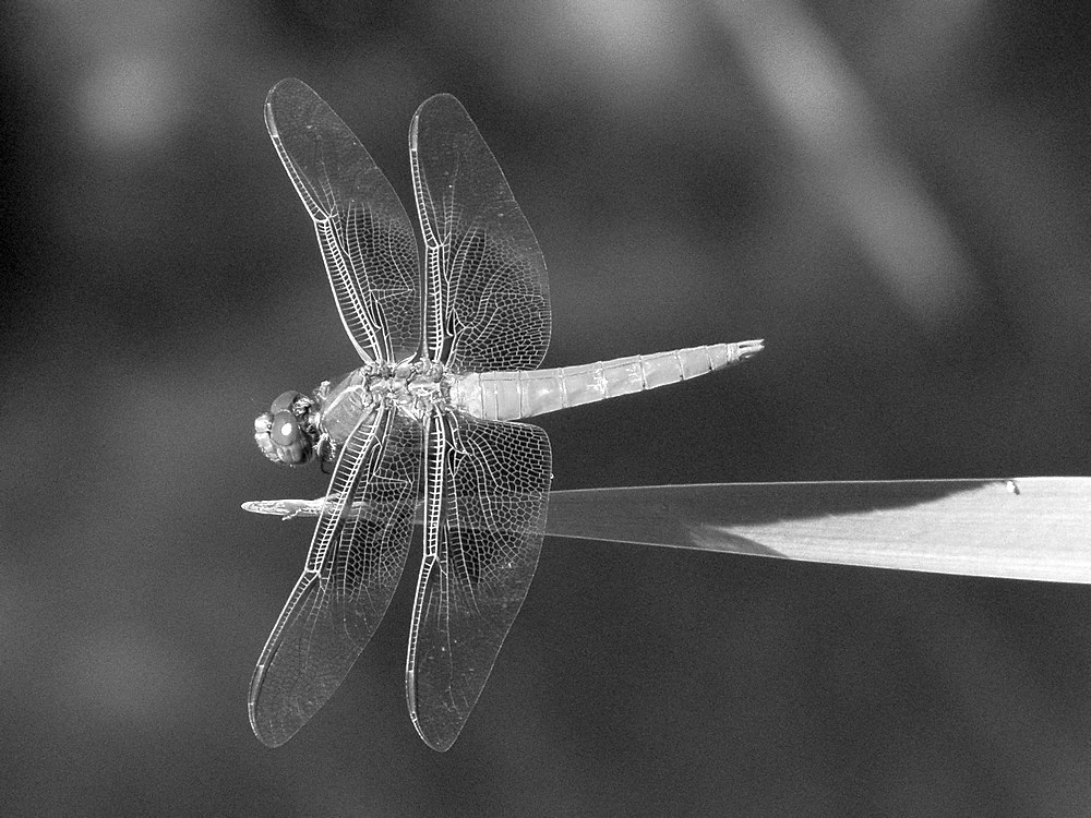 DragonFlyBW.jpg
