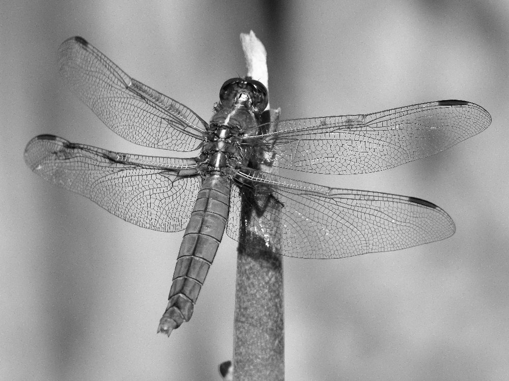 DragonFlyBW.jpg
