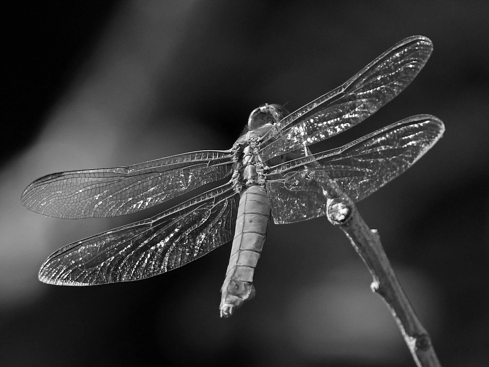 DragonflyBW.jpg
