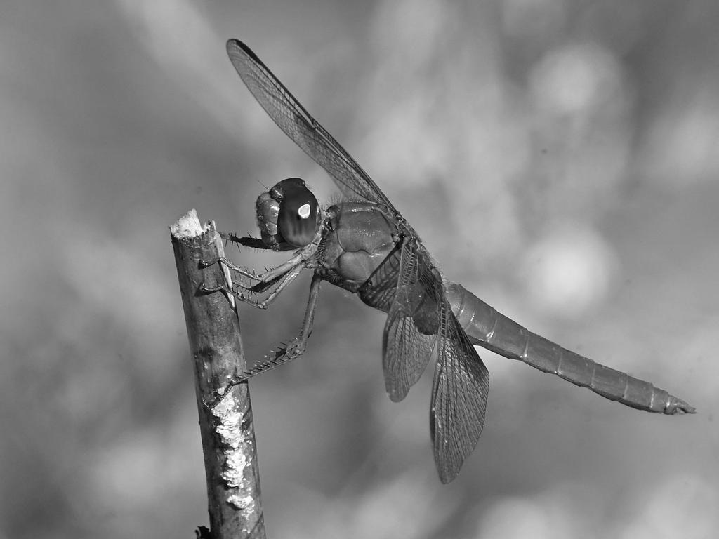 DragonflyBW.jpg