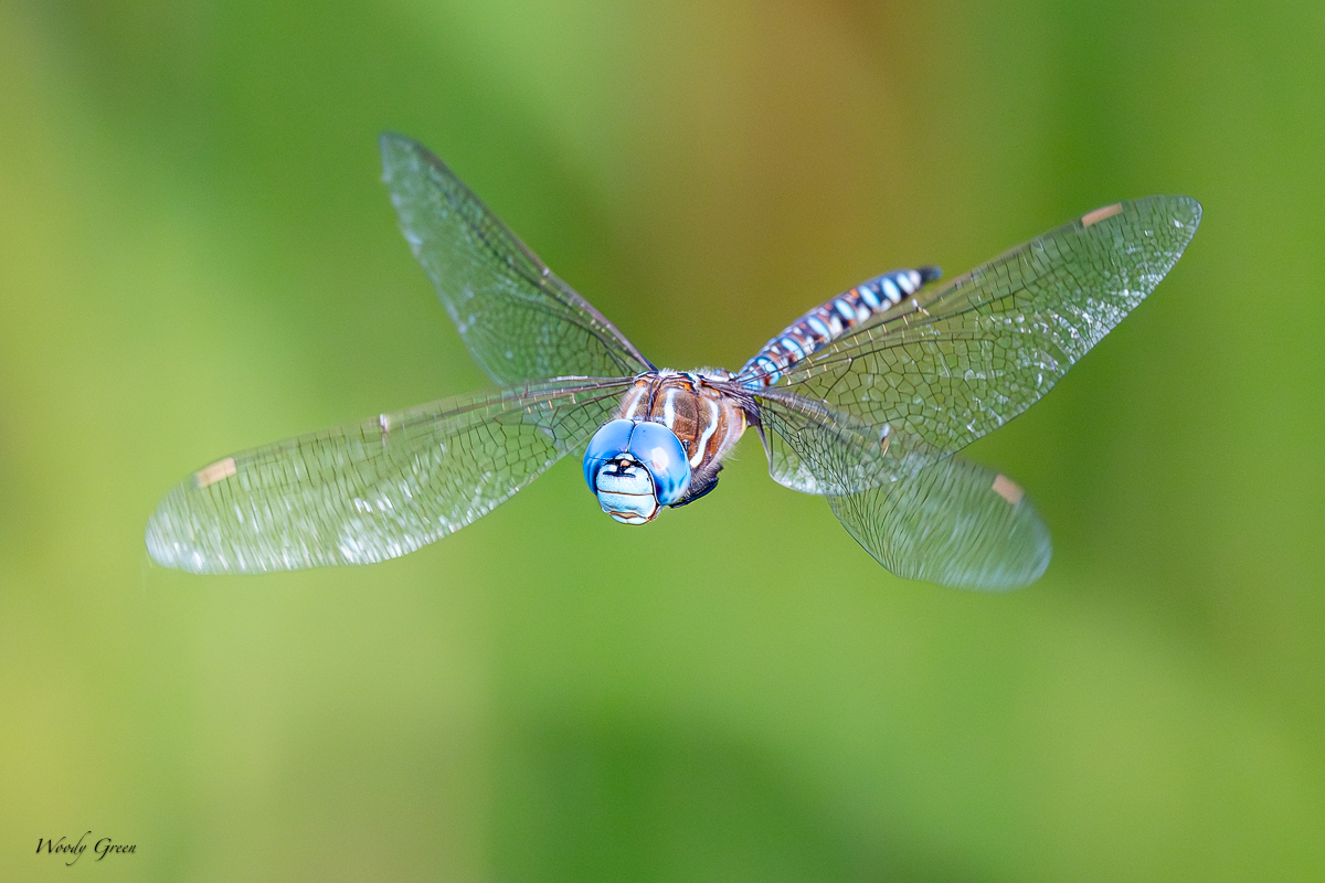 DragonflyFlight-60.jpg