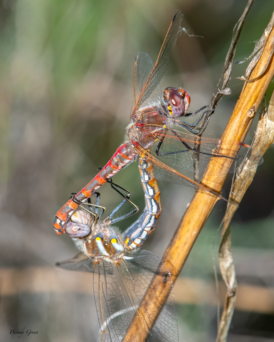 DragonflyMating-700.jpg